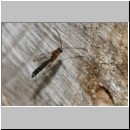 Ichneumonidae sp - Schlupfwespe-9mm 02 am Insektenhotel.jpg